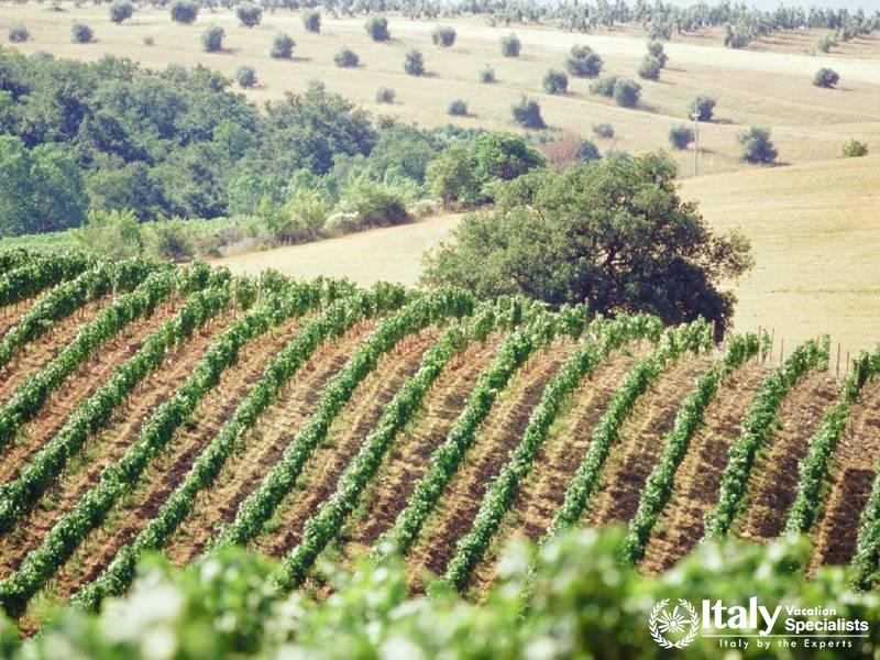 Farming systems in Castiglion Fibocchi (AR)