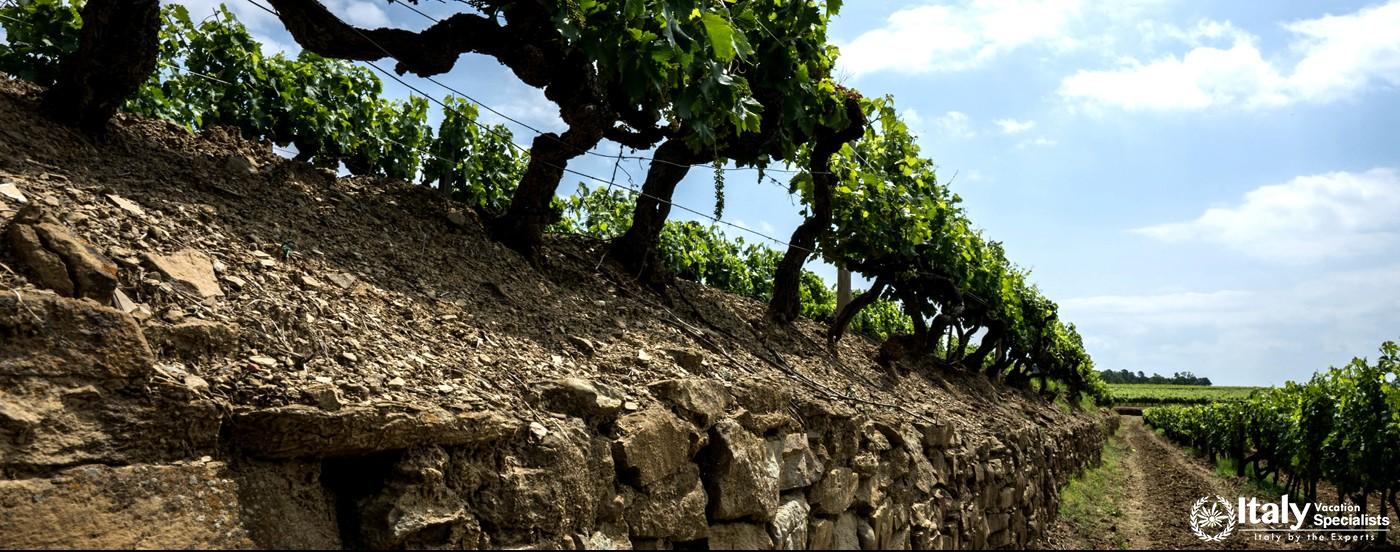 Walkway through Tenuta Sette Ponti