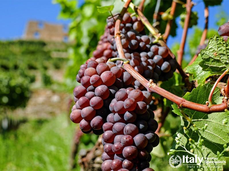 Common grape vine in Castiglion Fibocchi (AR)