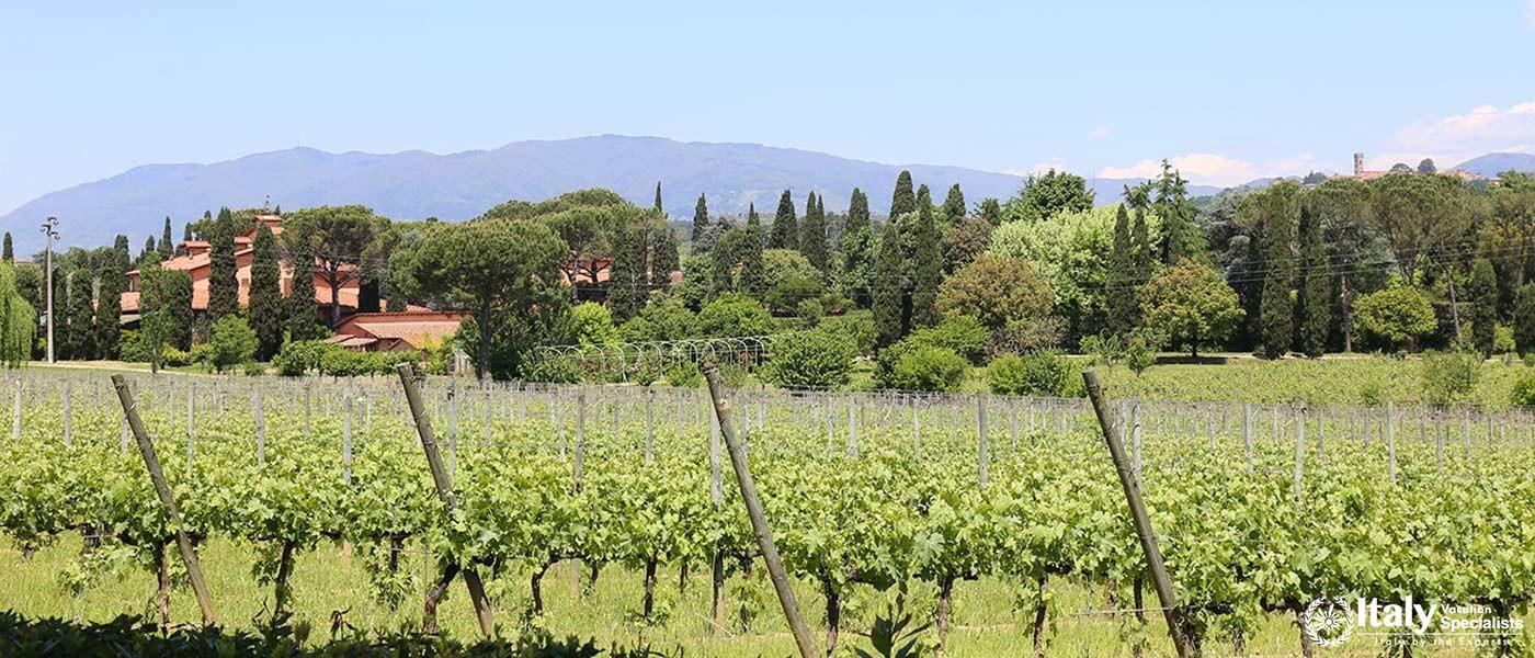 Fattoria del Teso