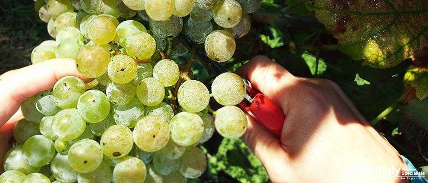 Wine and Olive oil tasting in Lucca Tuscany Farm
