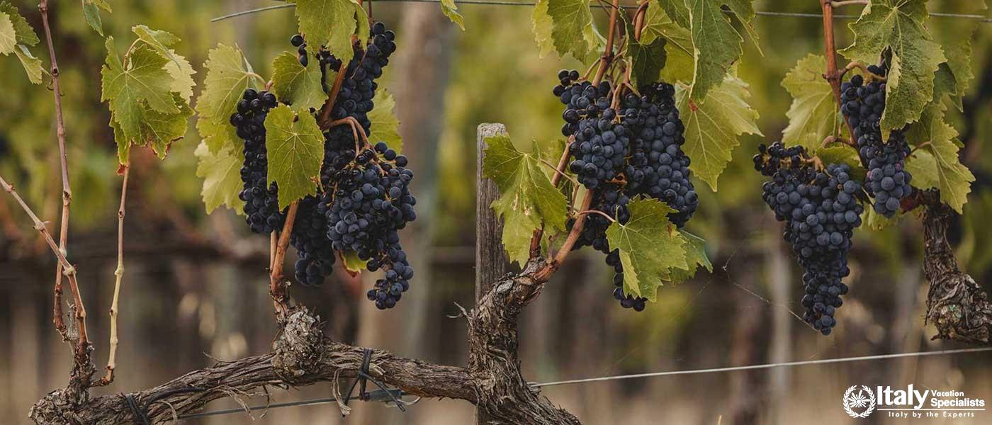 Winery Solaria Patrizia Cencioni
