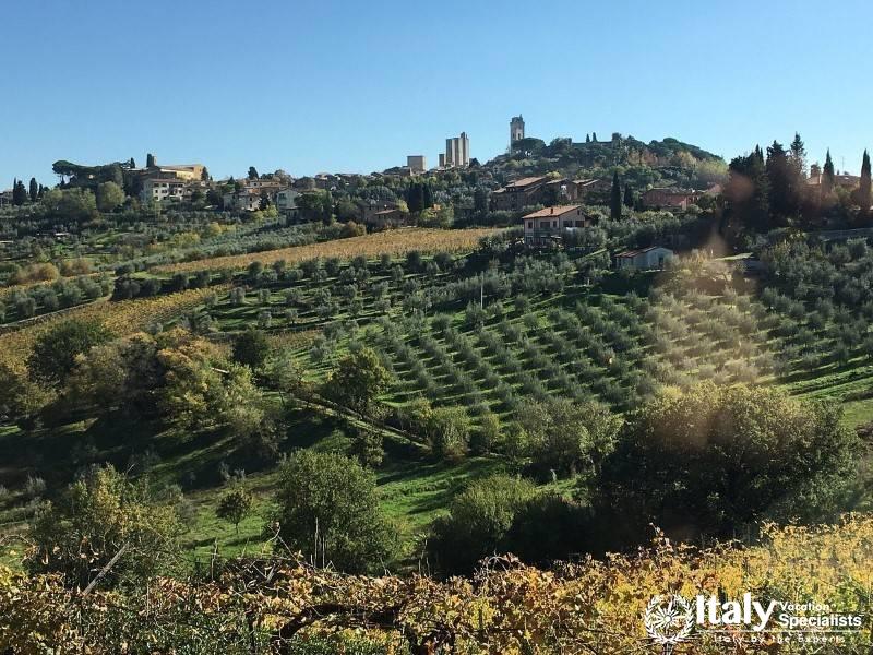 Expansive olive groves and vineyards of Podere La Marronaia
