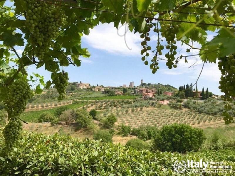 A picturesque view of Podere La Marronaiaâ€™s vineyards
