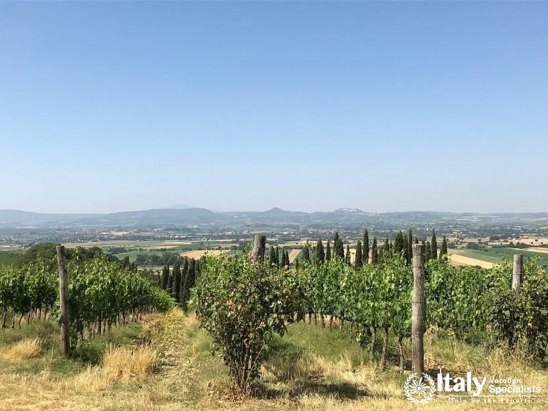 Take in the breathtaking panoramic views of the Tuscan countryside from our vineyard.