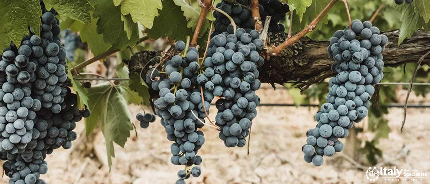 Admire the lush, ripe grapes ready for harvest in the beautiful vineyards of Vino Nobile.