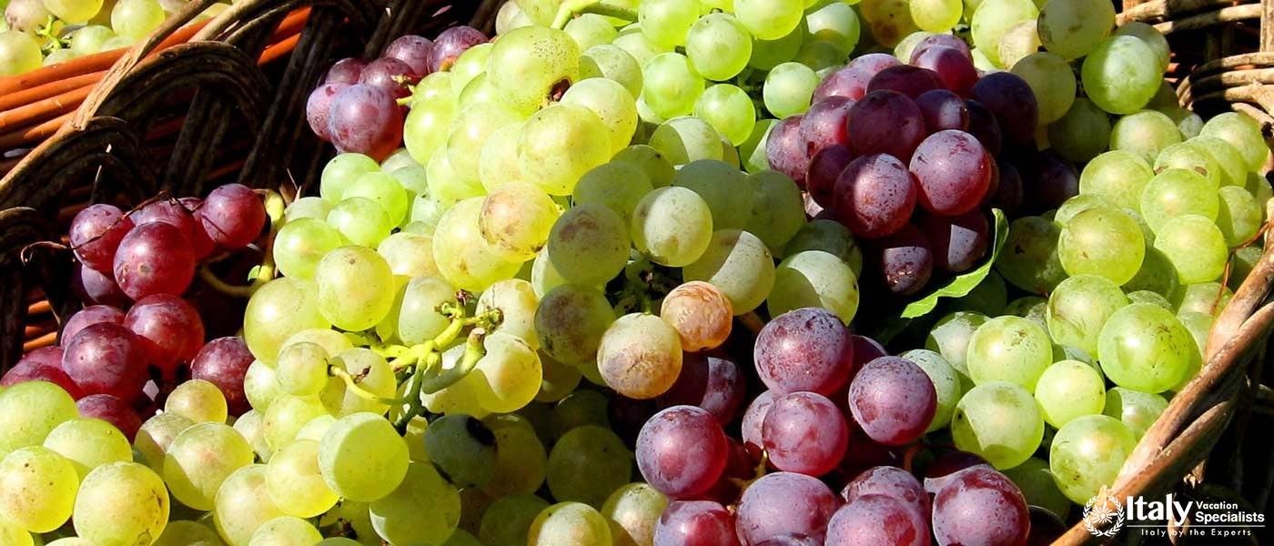 A basket of freshly harvested grapes showcasing the bounty of Sant'Agnese Farm's vineyard.