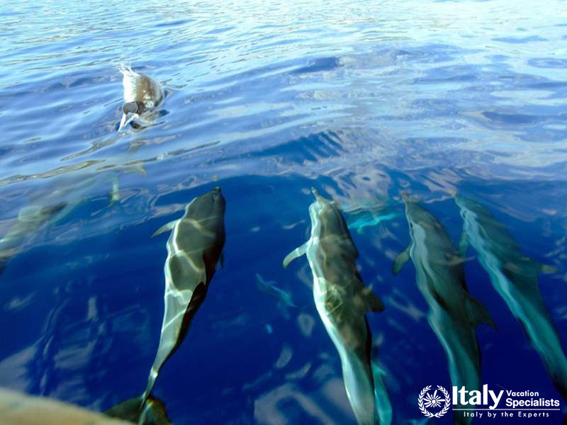 Dolphins Swimming in Crystal Clear Waters Near Albergo Diffuso Mannois