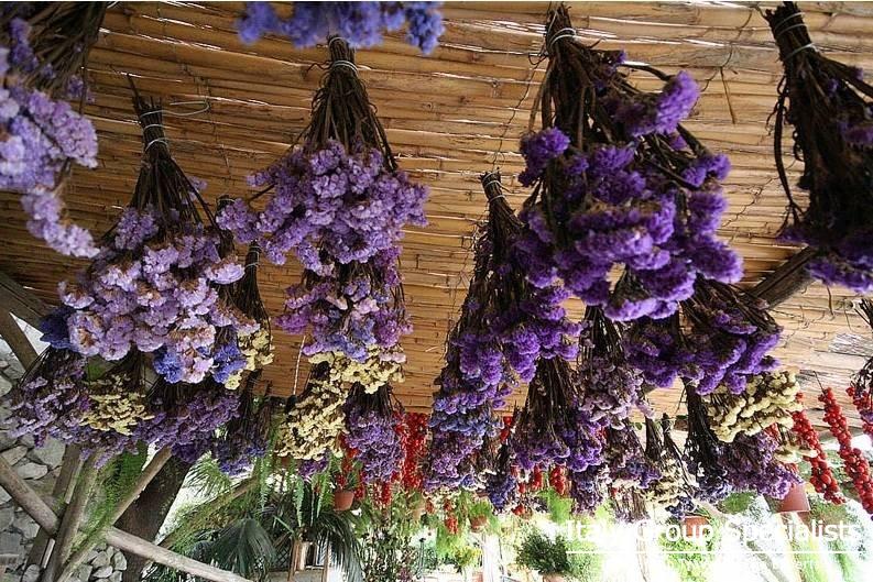 Hanging Lavender 