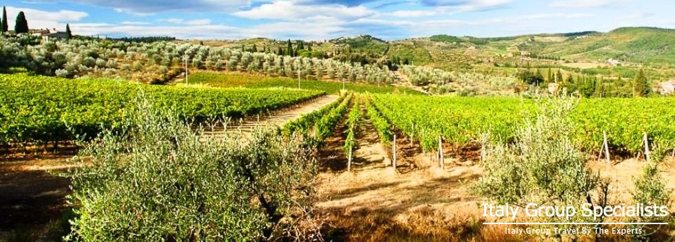 Glorious Vineyards at the Vignamaggio Estate 