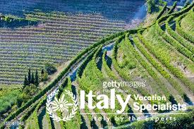 Veneto Vineyards from Air 
