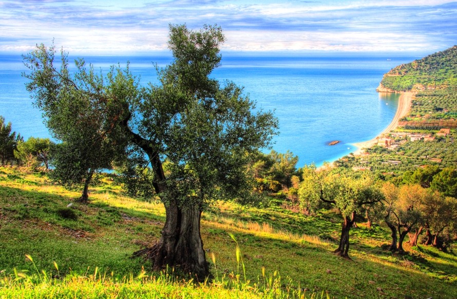 Olive Groves Cascading to the sea, Puglia, Italy 