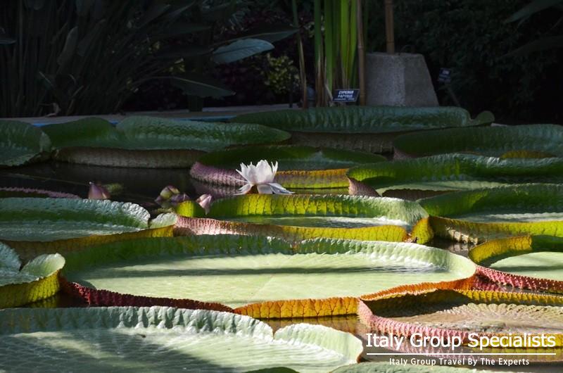 Lillies as seen in the Gardens of the Italian Lake District 