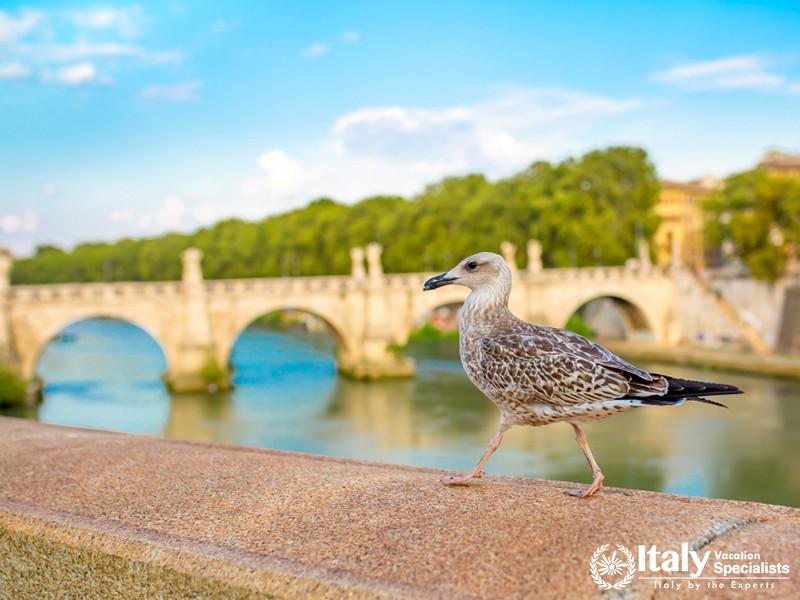 Euro-trip. Embankment of the Italian city. tourist route, vintage city of Rome. The Albatross is wal