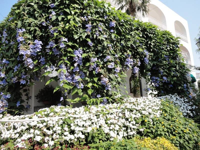 Capri - Flower Covered Houses 